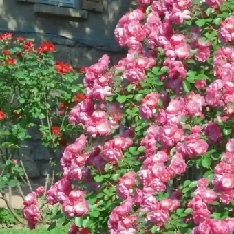 壁纸 ​​​​​​​​​​​​​| ios全屏手机壁纸