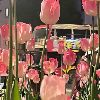 壁纸 ​​​​​​​​​​​​​| ios全屏手机壁纸