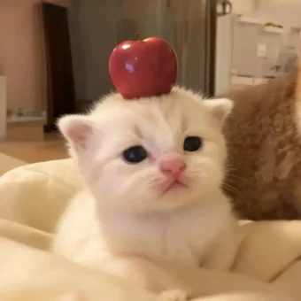 头像｜𝙒𝙚𝘾𝙝𝙖𝙩头像24张