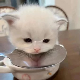 头像｜𝙒𝙚𝘾𝙝𝙖𝙩头像24张