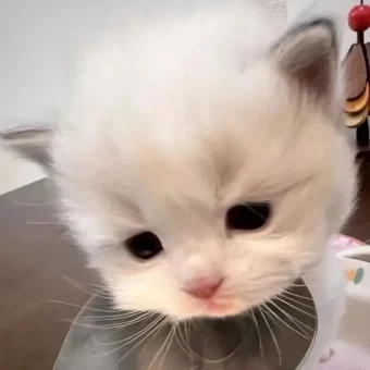 头像｜𝙒𝙚𝘾𝙝𝙖𝙩头像24张