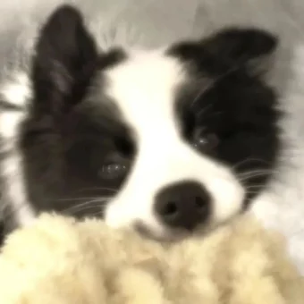 头像 | 低像素𝗪𝗲𝗖𝗵𝗮𝘁狗狗头像