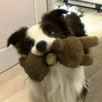 头像 | 低像素𝗪𝗲𝗖𝗵𝗮𝘁狗狗头像