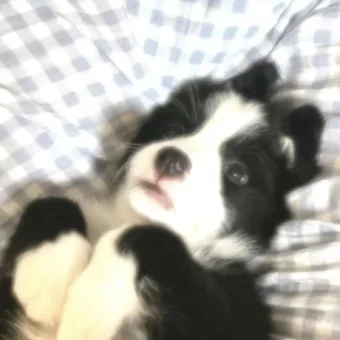 头像 | 低像素𝗪𝗲𝗖𝗵𝗮𝘁狗狗头像