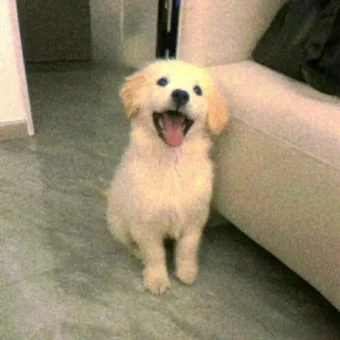 头像 | 低像素𝗪𝗲𝗖𝗵𝗮𝘁狗狗头像