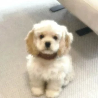 头像 | 低像素𝗪𝗲𝗖𝗵𝗮𝘁狗狗头像