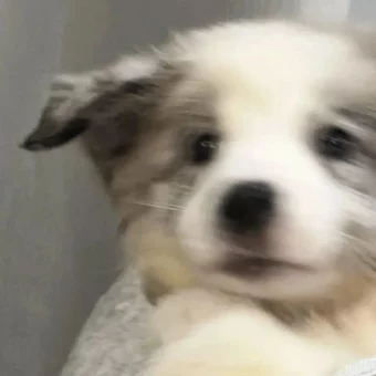 头像 | 低像素𝗪𝗲𝗖𝗵𝗮𝘁狗狗头像