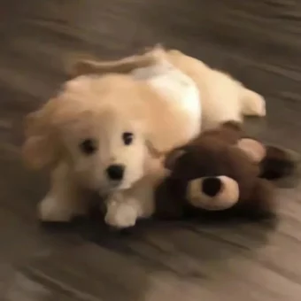 头像 | 低像素𝗪𝗲𝗖𝗵𝗮𝘁狗狗头像