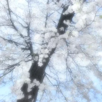 背景图 | 𝑾𝒆𝑪𝒉𝒂𝒕背景图