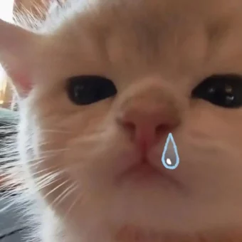 头像｜巨奶思的的猫咪头像