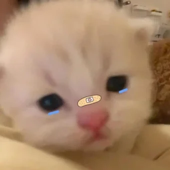 头像｜巨奶思的的猫咪头像