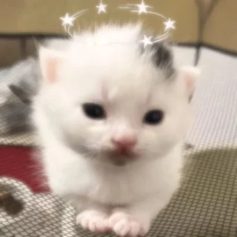 头像｜巨奶思的的猫咪头像