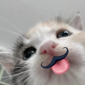 头像｜巨奶思的的猫咪头像