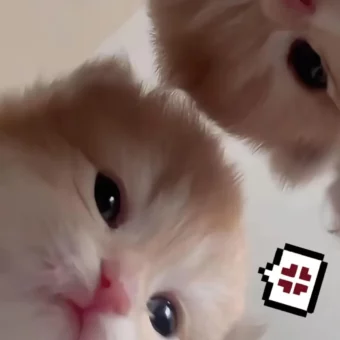 头像｜巨奶思的的猫咪头像