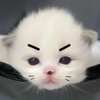 头像｜巨奶思的的猫咪头像