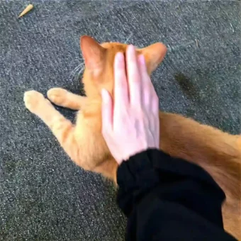 背景图 | 𝑾𝒆𝑪𝒉𝒂𝒕背景图