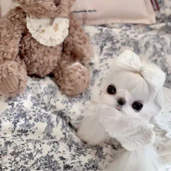 壁纸 ​​​​​​​​​​​​​| iOS26 全面屏壁纸