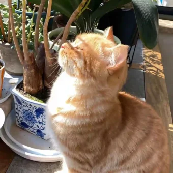 壁纸 ​​​​​​​​​​​​​| 4K全面屏超高清壁纸