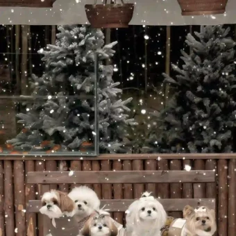 壁纸 ​​​​​​​​​​​​​| 4K全面屏超高清壁纸