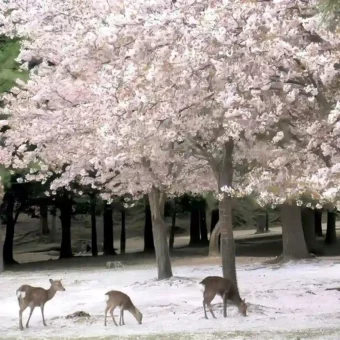 背景图 | 𝑾𝒆𝑪𝒉𝒂𝒕背景图