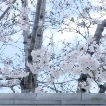 背景图 | 𝑾𝒆𝑪𝒉𝒂𝒕背景图