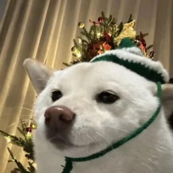 头像｜发现一些好看的头像