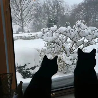 背景图 | 𝑾𝒆𝑪𝒉𝒂𝒕背景图