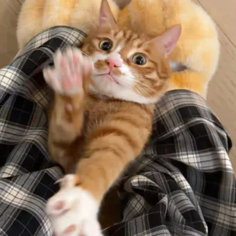 壁纸 ​​​​​​​​​​​​​| 4K全面屏超高清壁纸