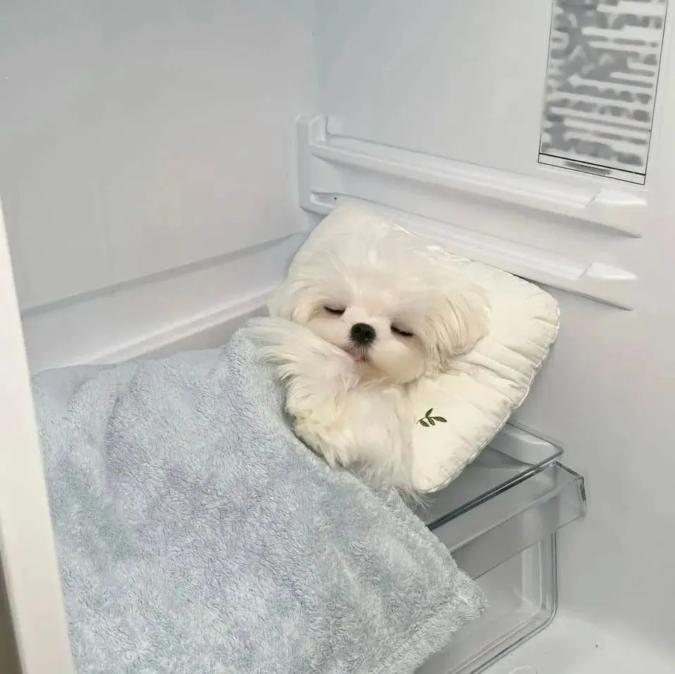 头像｜𝙒𝙚𝘾𝙝𝙖𝙩可爱搞怪头像