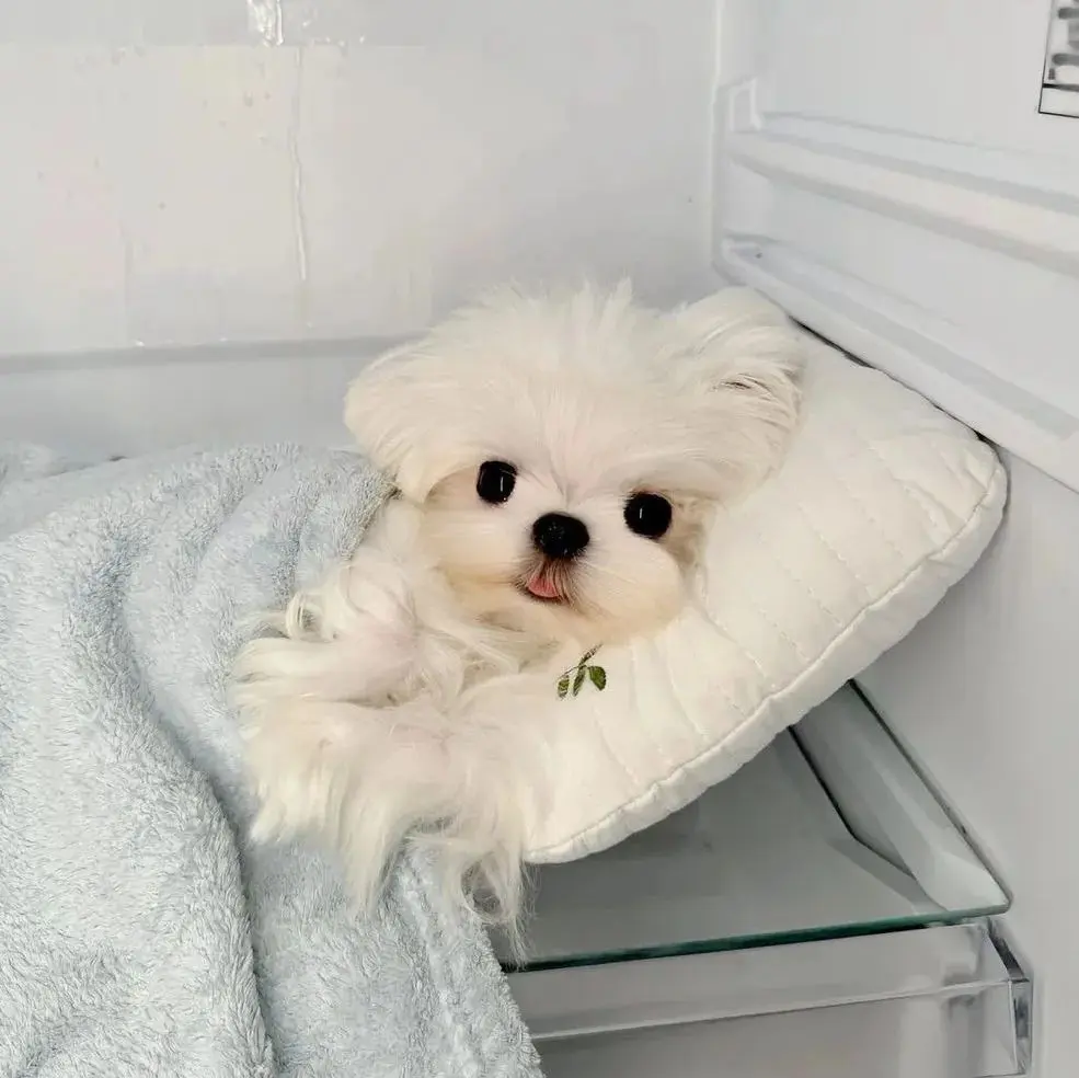 头像｜𝙒𝙚𝘾𝙝𝙖𝙩可爱搞怪头像