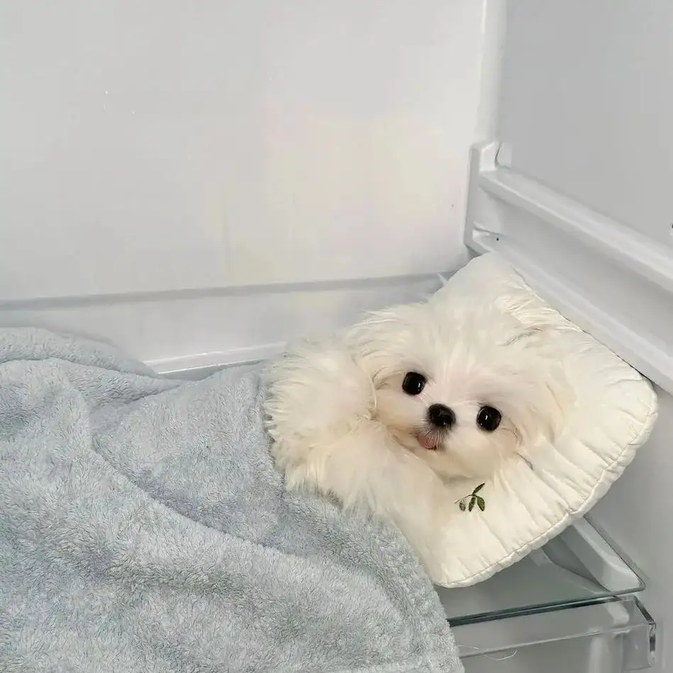 头像｜𝙒𝙚𝘾𝙝𝙖𝙩可爱搞怪头像