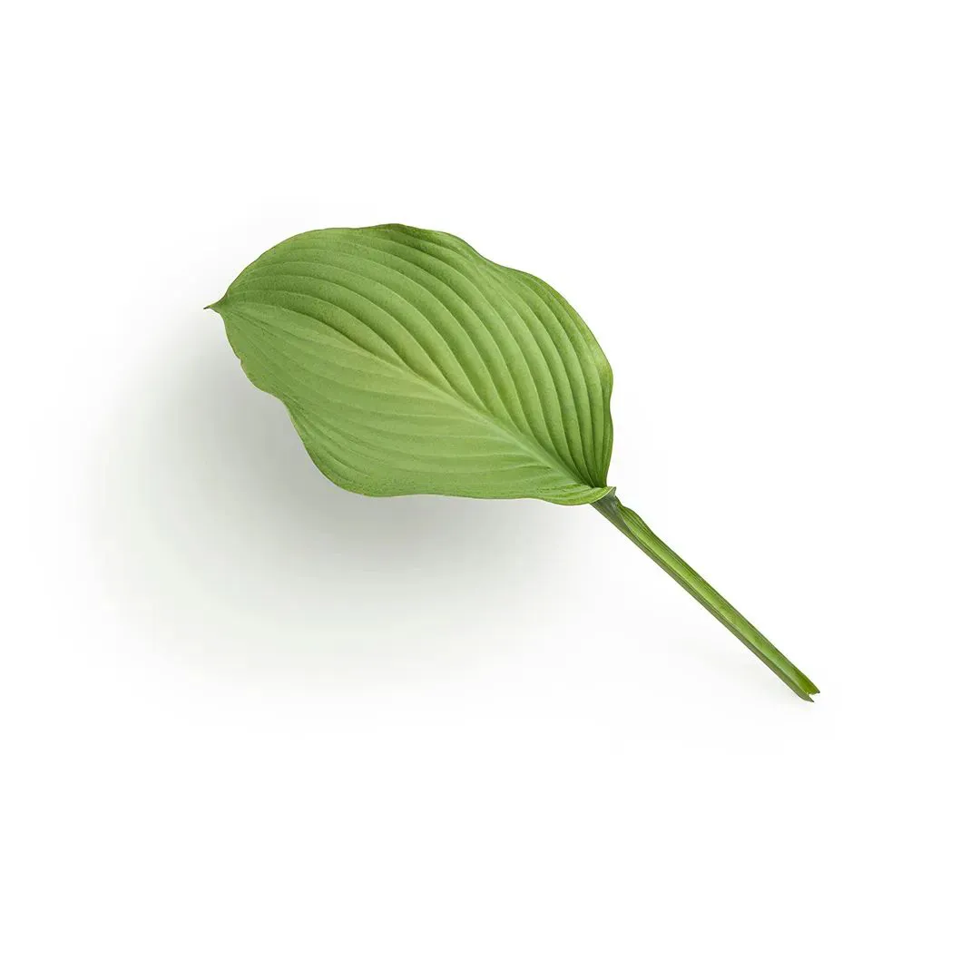 头像｜让人看起来很干净的头像