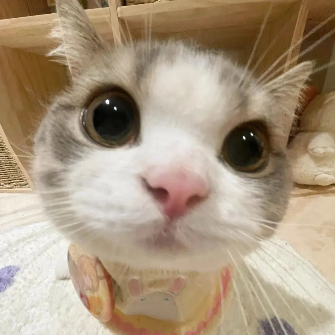 头像丨一些松弛感头像