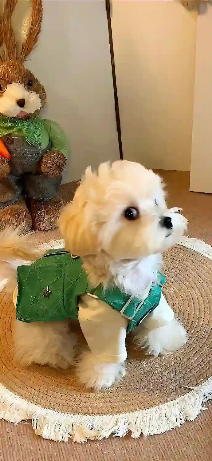 壁纸 | 手机壁纸