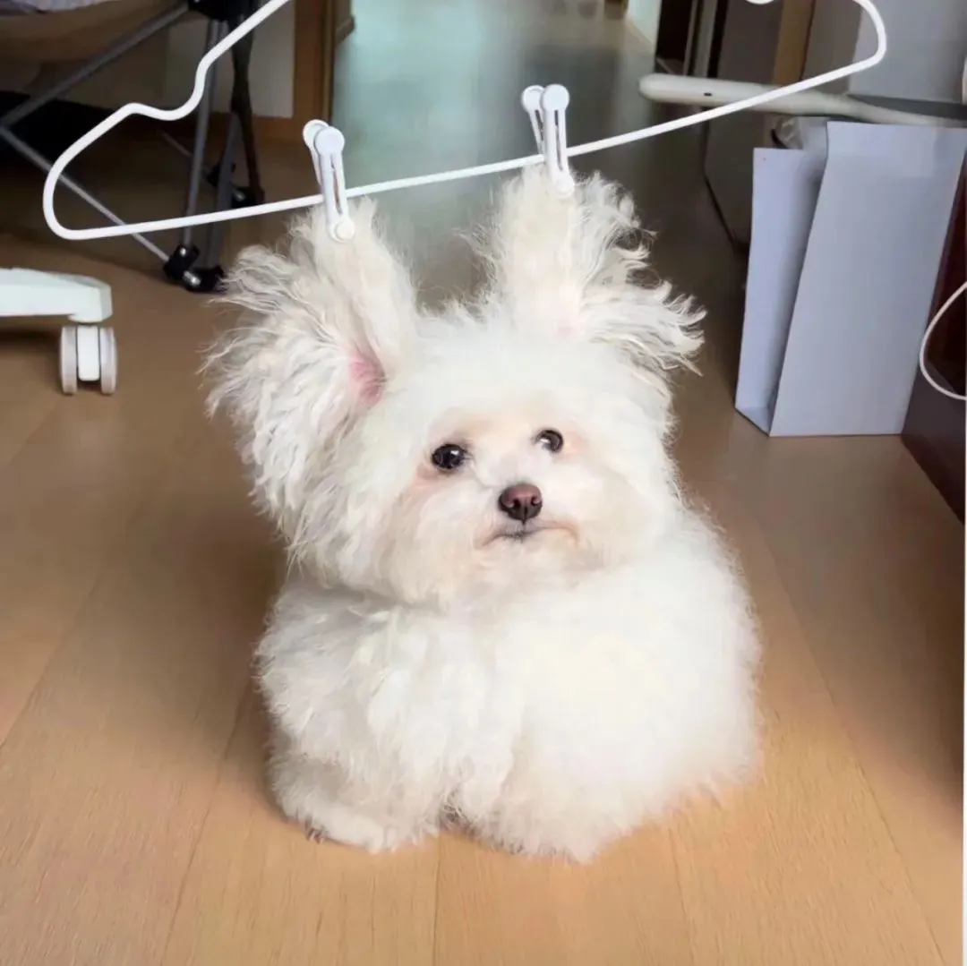 头像 | 适合长期不换的微信头像