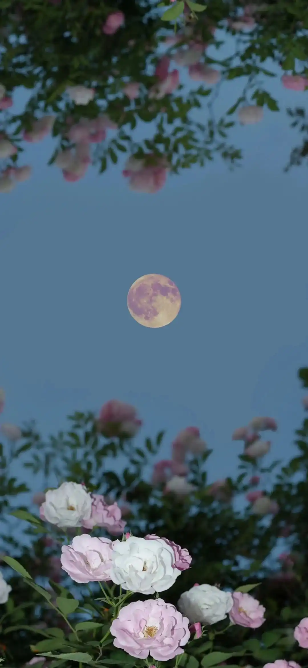背景图 | 𝗪𝗲𝗖𝗵𝗮𝘁聊天背景图来啦