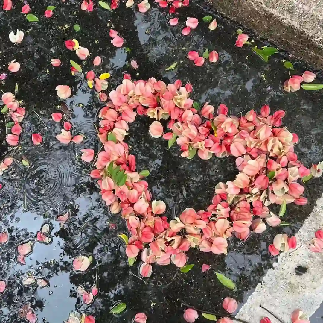 背景图 | 小众风格𝙒𝙚𝘾𝙝𝙖𝙩背景图