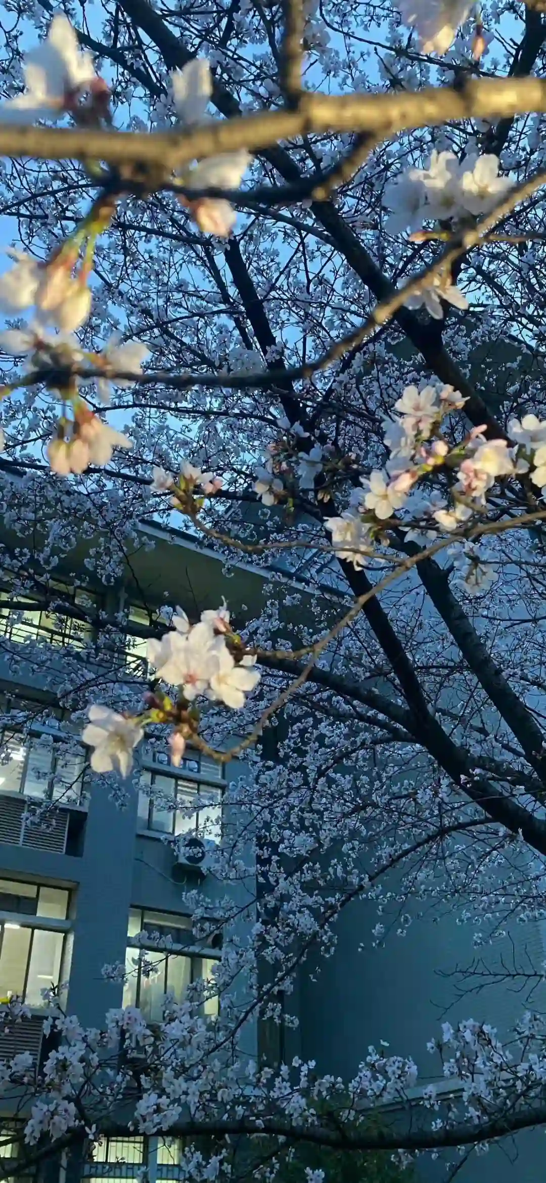 壁纸 | 爱了爱了这高级感