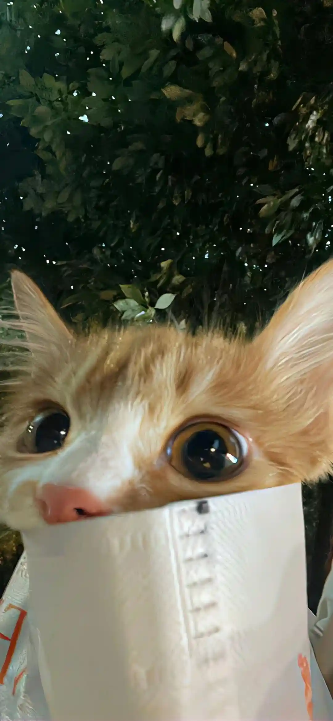 壁纸 | 是好看的壁纸来啦