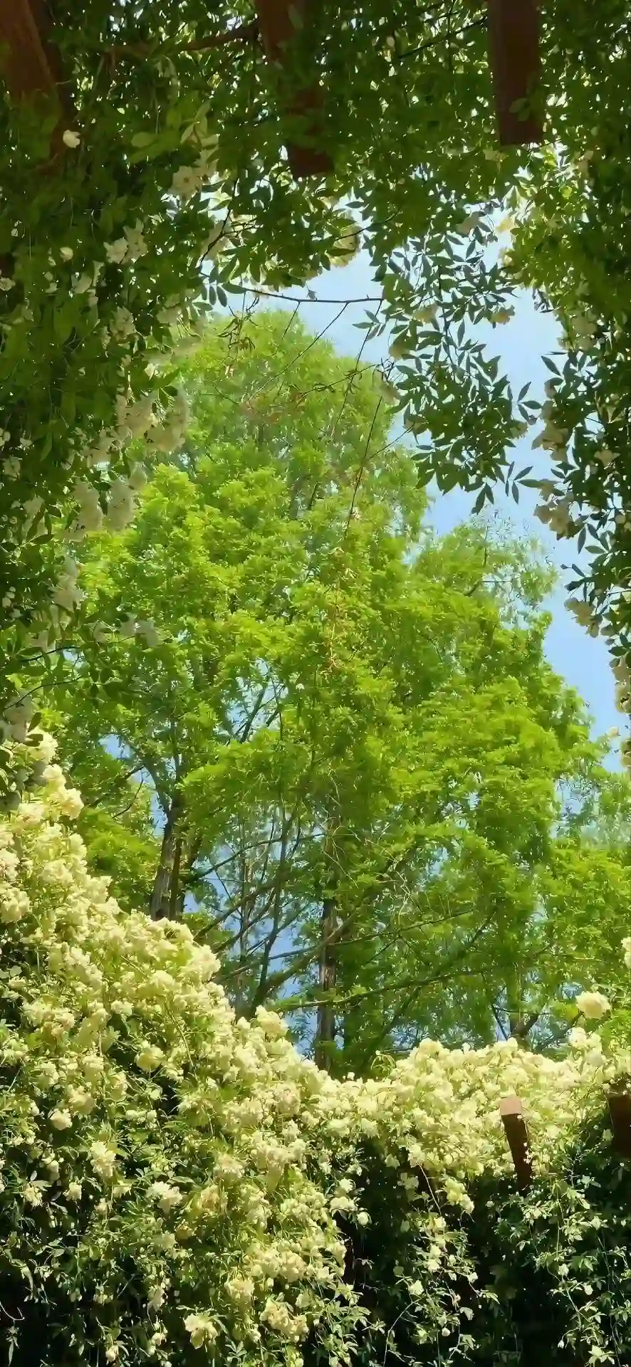 壁纸 | 手机高清唯美壁纸