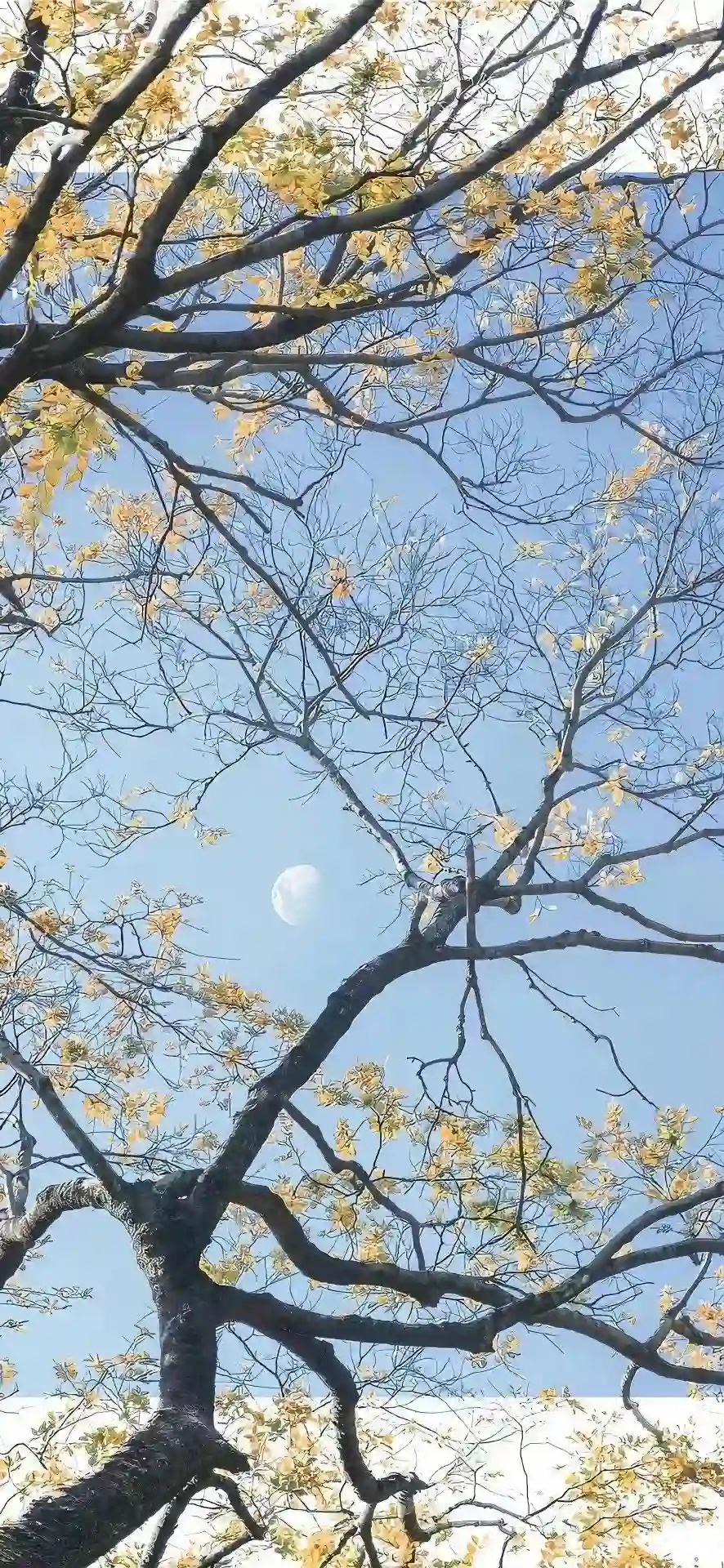 壁纸 | 手机高清唯美壁纸