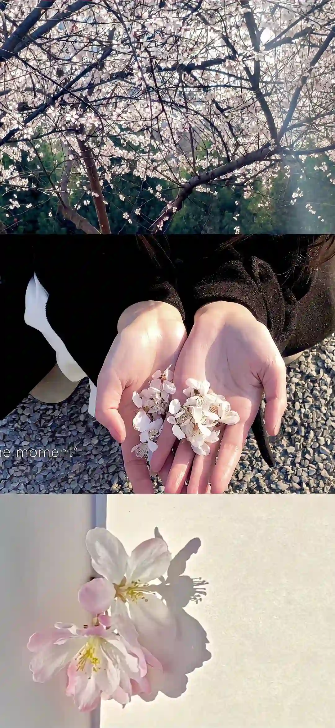 壁纸 ​​​​​​​​​​​​​| 𝐖𝐚𝐥𝐥𝐩𝐚𝐩𝐞𝐫全屏壁纸