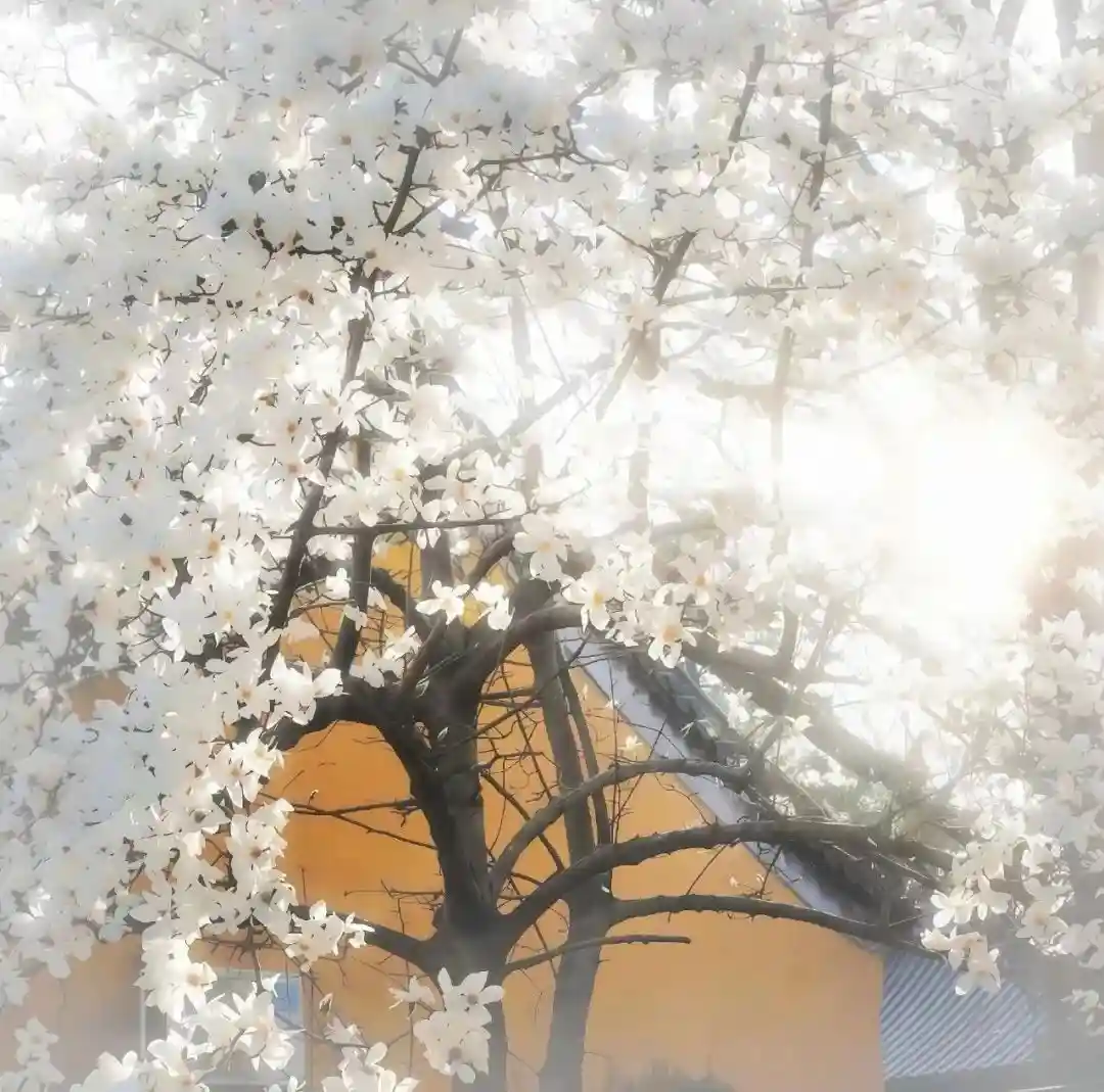 背景图 | 𝑾𝒆𝑪𝒉𝒂𝒕背景图
