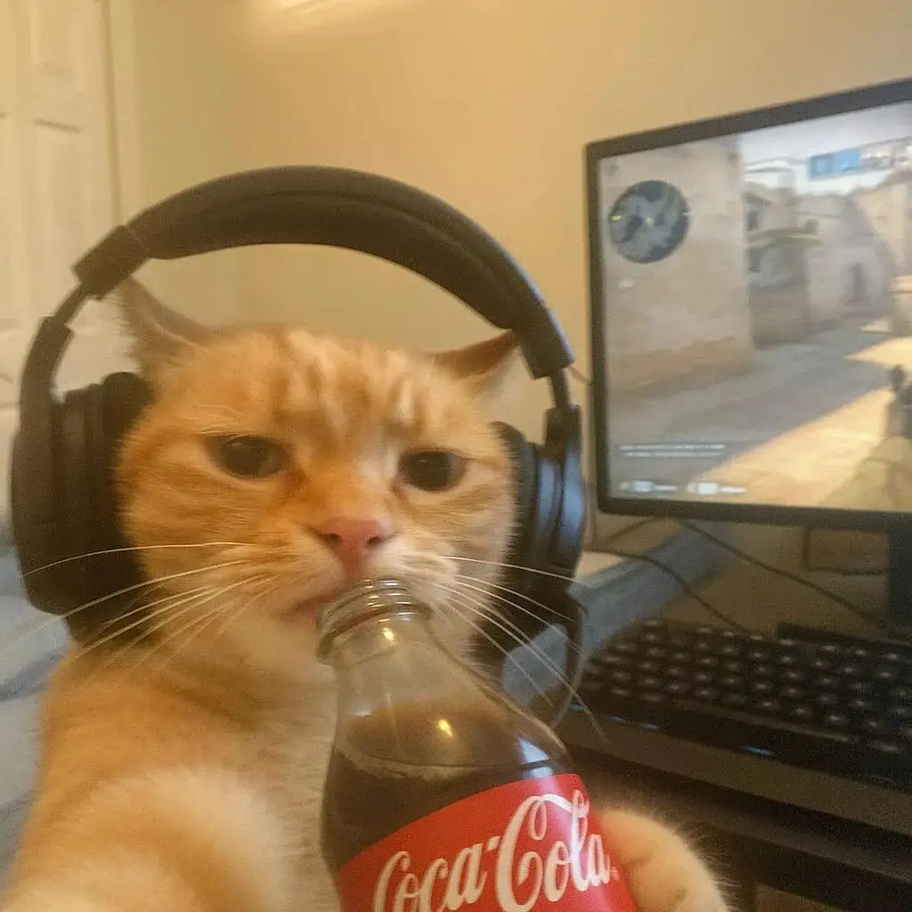 头像丨𝙒𝙚𝘾𝙝𝙖𝙩一期可爱小猫头像