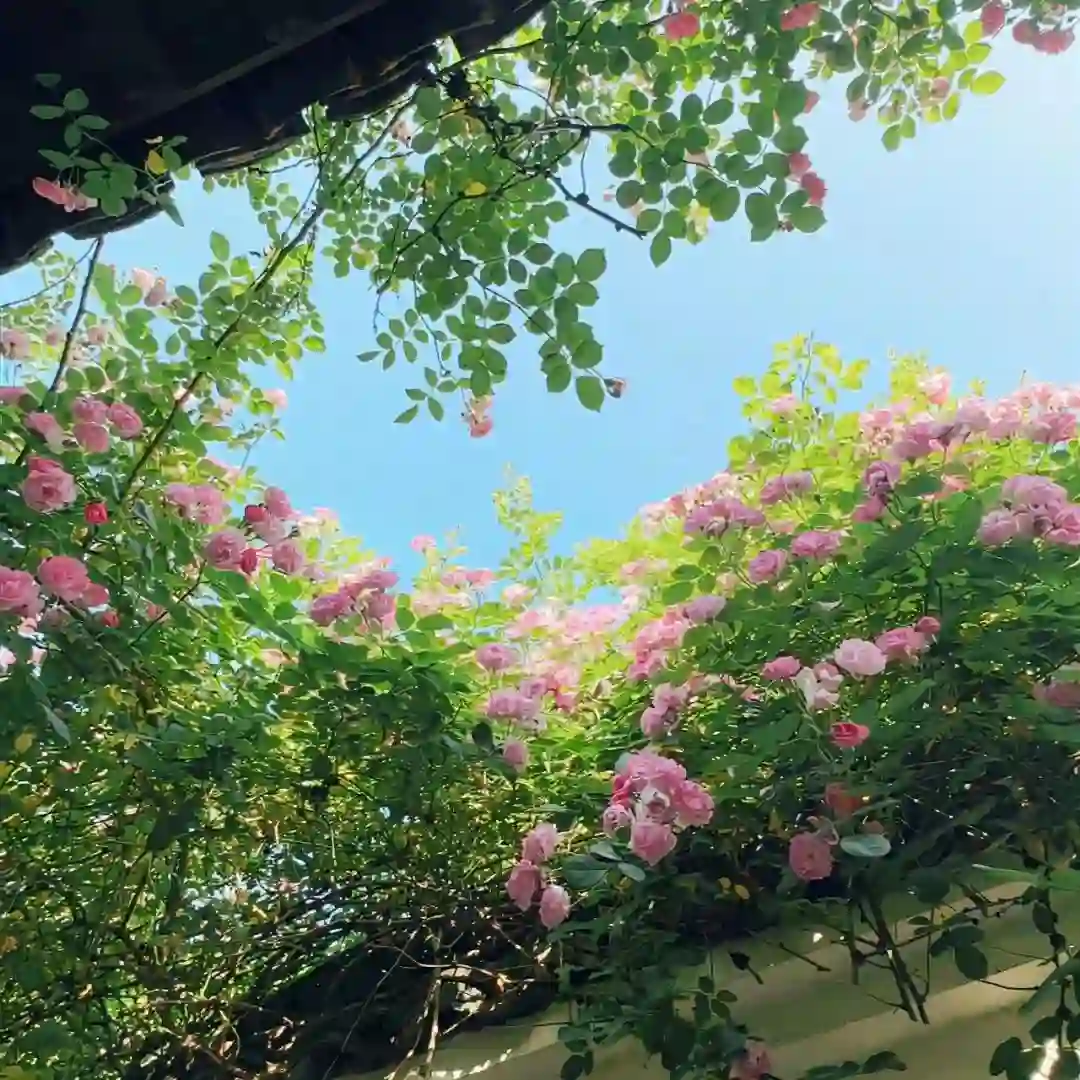 背景图  |  𝑾𝒆𝑪𝒉𝒂𝒕背景图