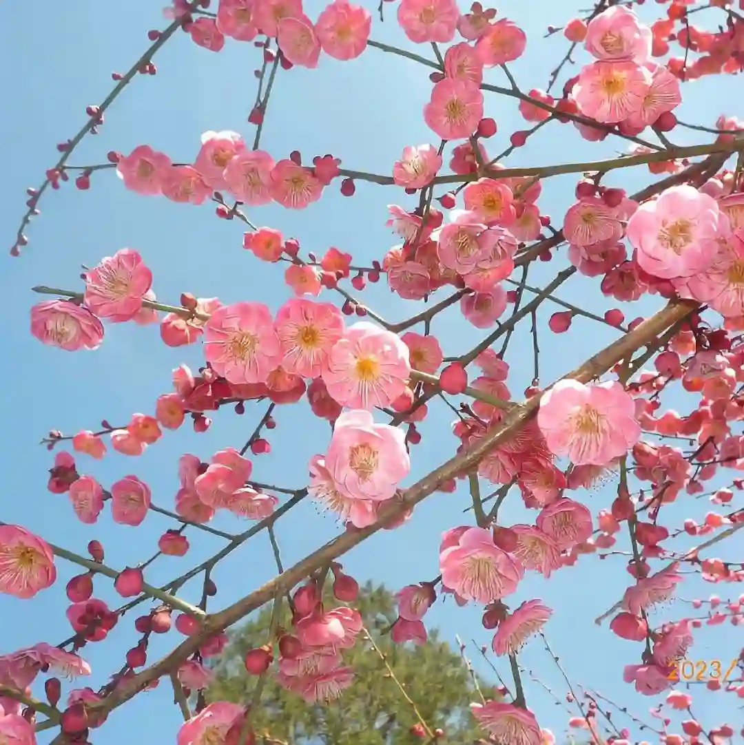背景图  |  𝑾𝒆𝑪𝒉𝒂𝒕背景图