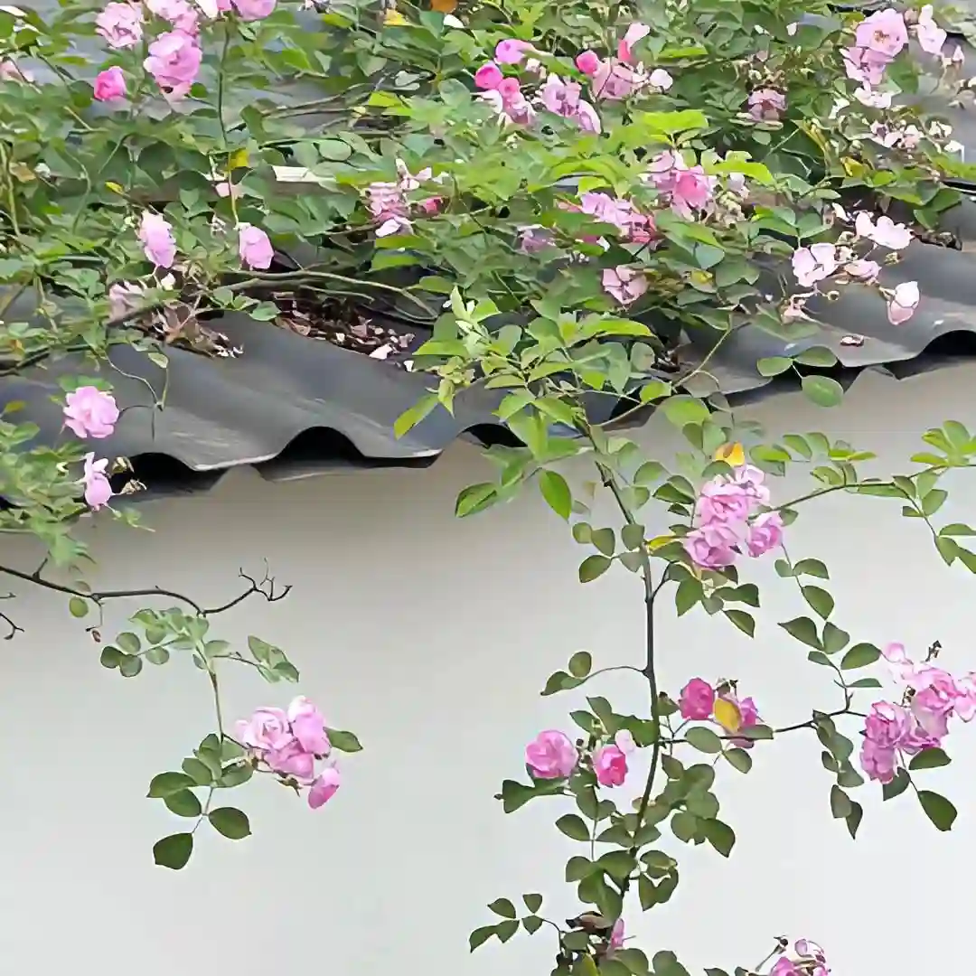 背景图 |  𝑾𝒆𝑪𝒉𝒂𝒕背景图