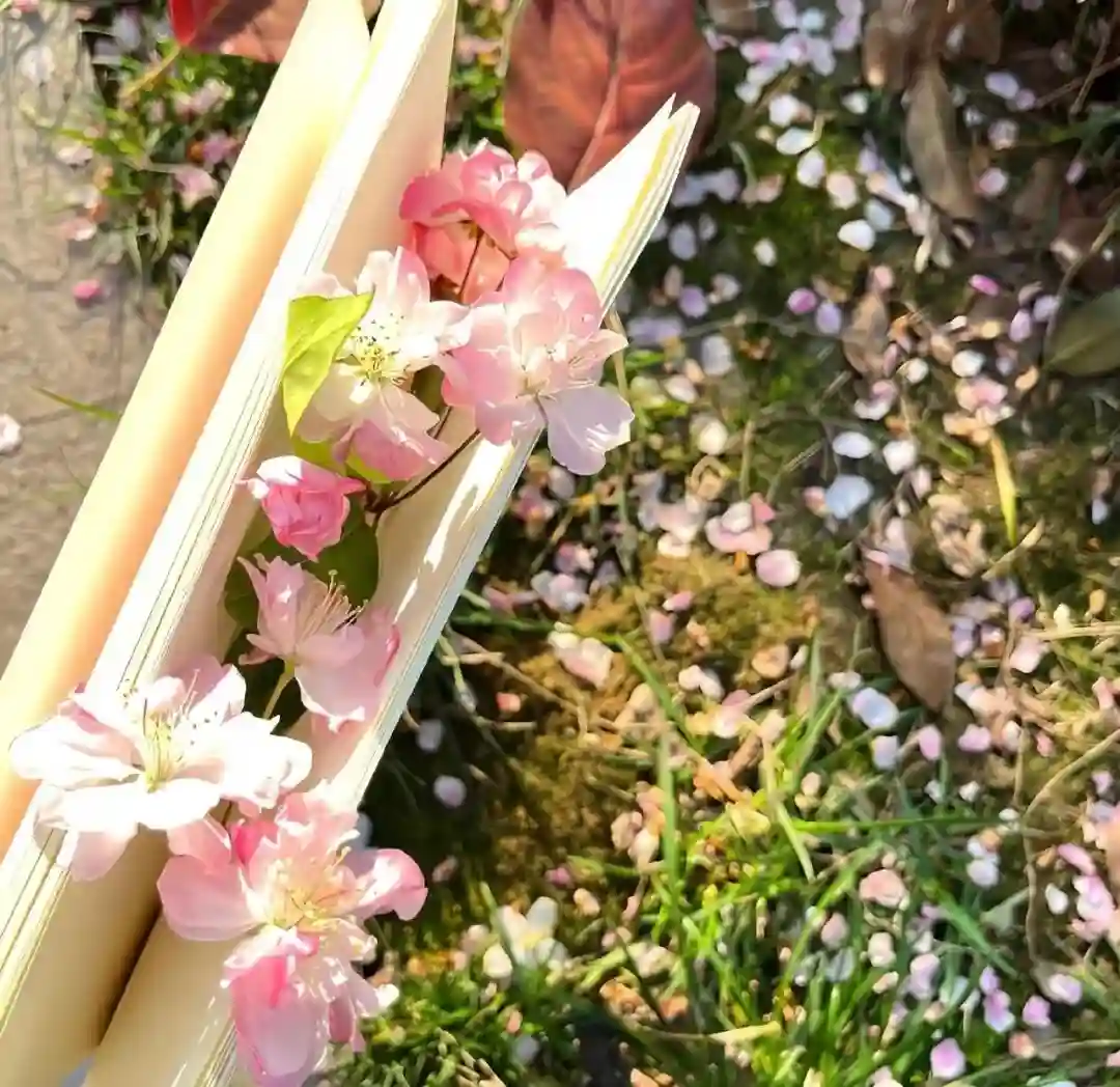 背景图 | 𝑾𝒆𝑪𝒉𝒂𝒕背景图🦋