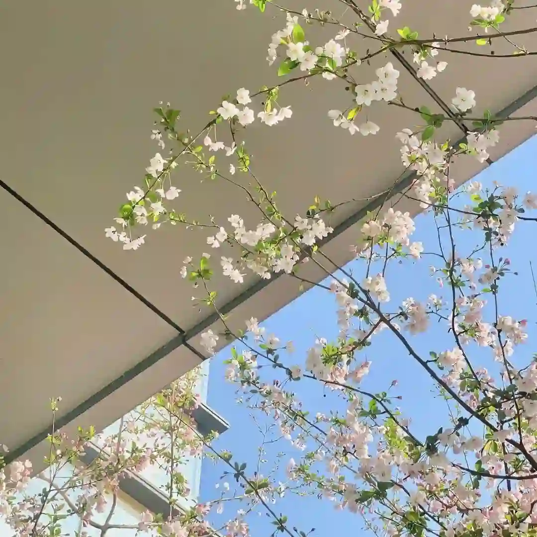 背景图 | 𝑾𝒆𝑪𝒉𝒂𝒕背景图🦋