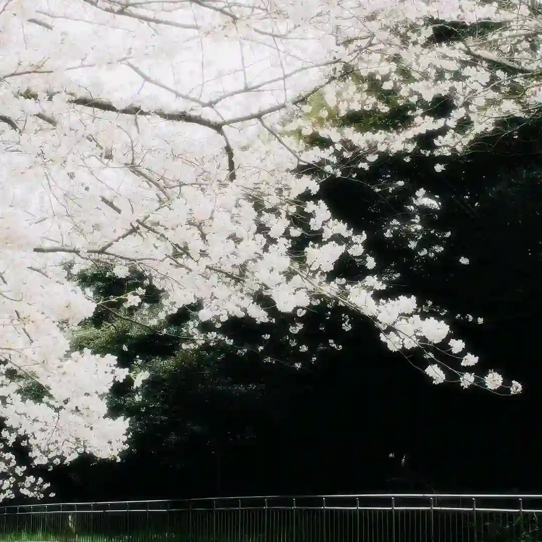 背景图 | 𝑾𝒆𝑪𝒉𝒂𝒕背景图🦋